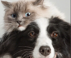 中國寵物行業進入高質量發展期 ?未來市場規模有望破數千億元？（二）：政策逐漸完善，助力高質發展