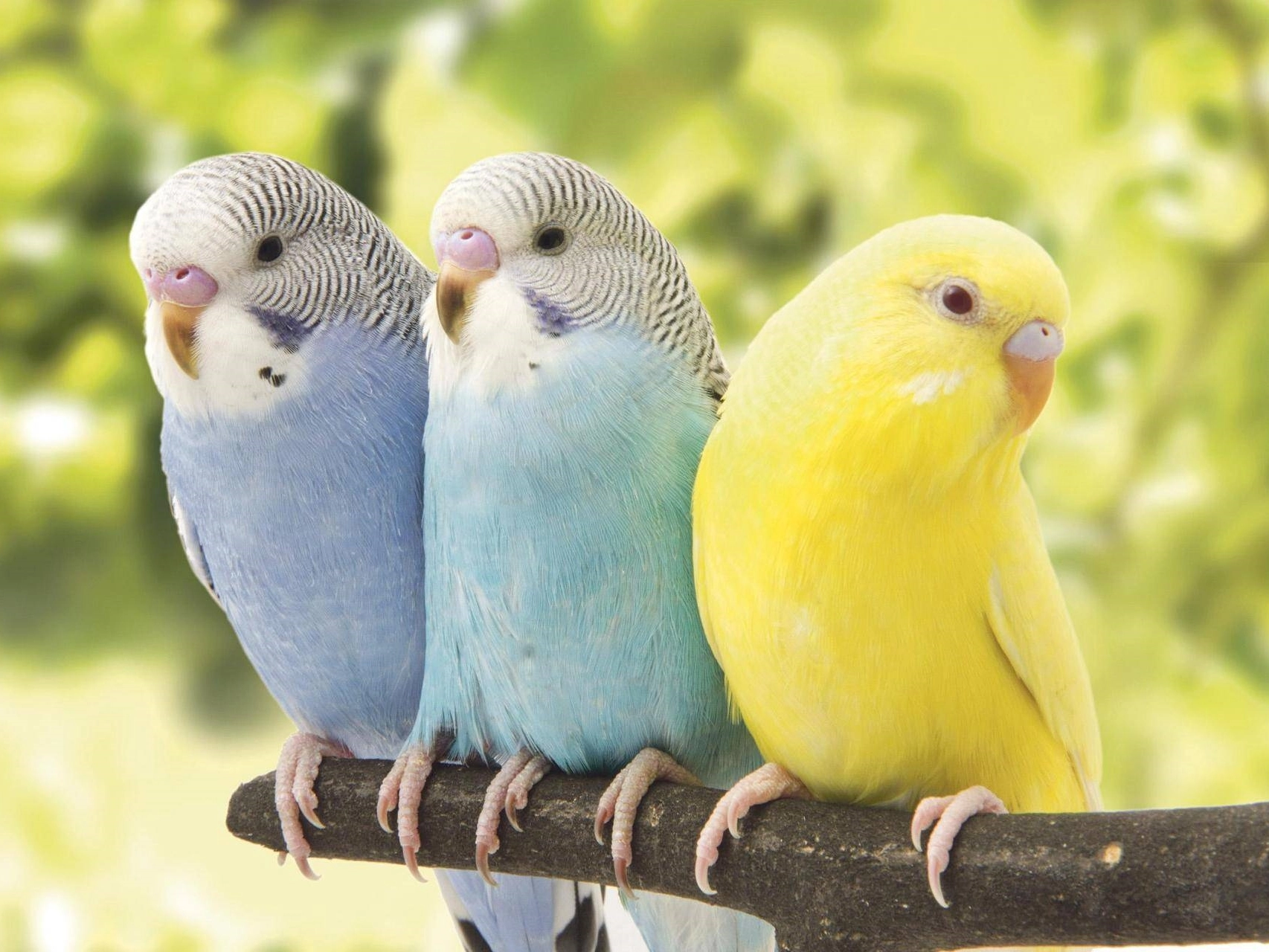 鸚鵡奶粉代工廠中途加價、質量沒保障？源頭工廠專業解答