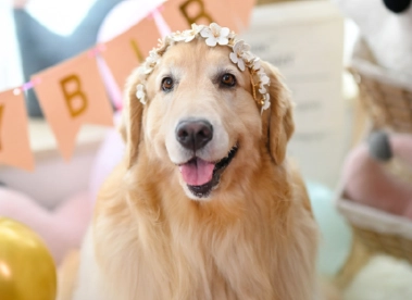 中國寵物行業進入高質量發展期 ?未來市場規模有望破數千億元？（一）：中國寵物市場發展態勢