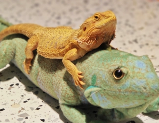 小寵異寵市場崛起：曾經的冷門小眾生意，為何重歸大眾視線？（二）