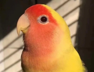 小寵異寵市場崛起：曾經的冷門小眾生意，為何重歸大眾視線？（一）