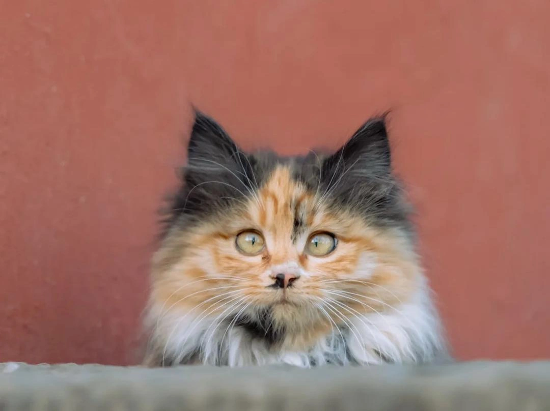 寵物保健品代工，如何解決植物原料易吸潮、結塊的難題？