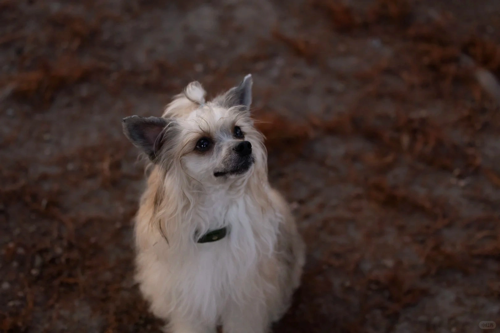 狗狗/貓咪發情粉有副作用嗎？寵物吃的發情粉安全嗎？