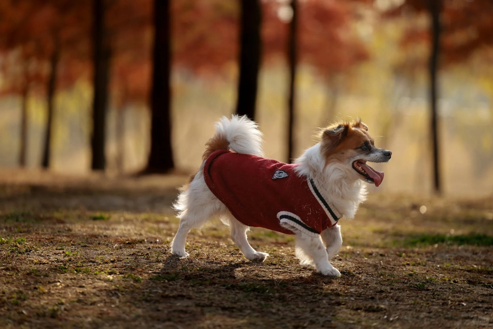 寵物禁情片多久見效？慢一點反而更安全，聽聽廠家大實話。