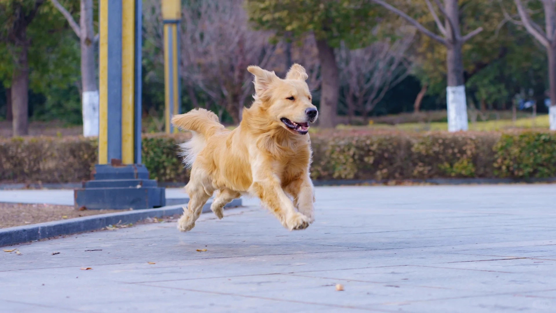 老年犬肛門腺發炎總反復？試試這個溫和的護理方案