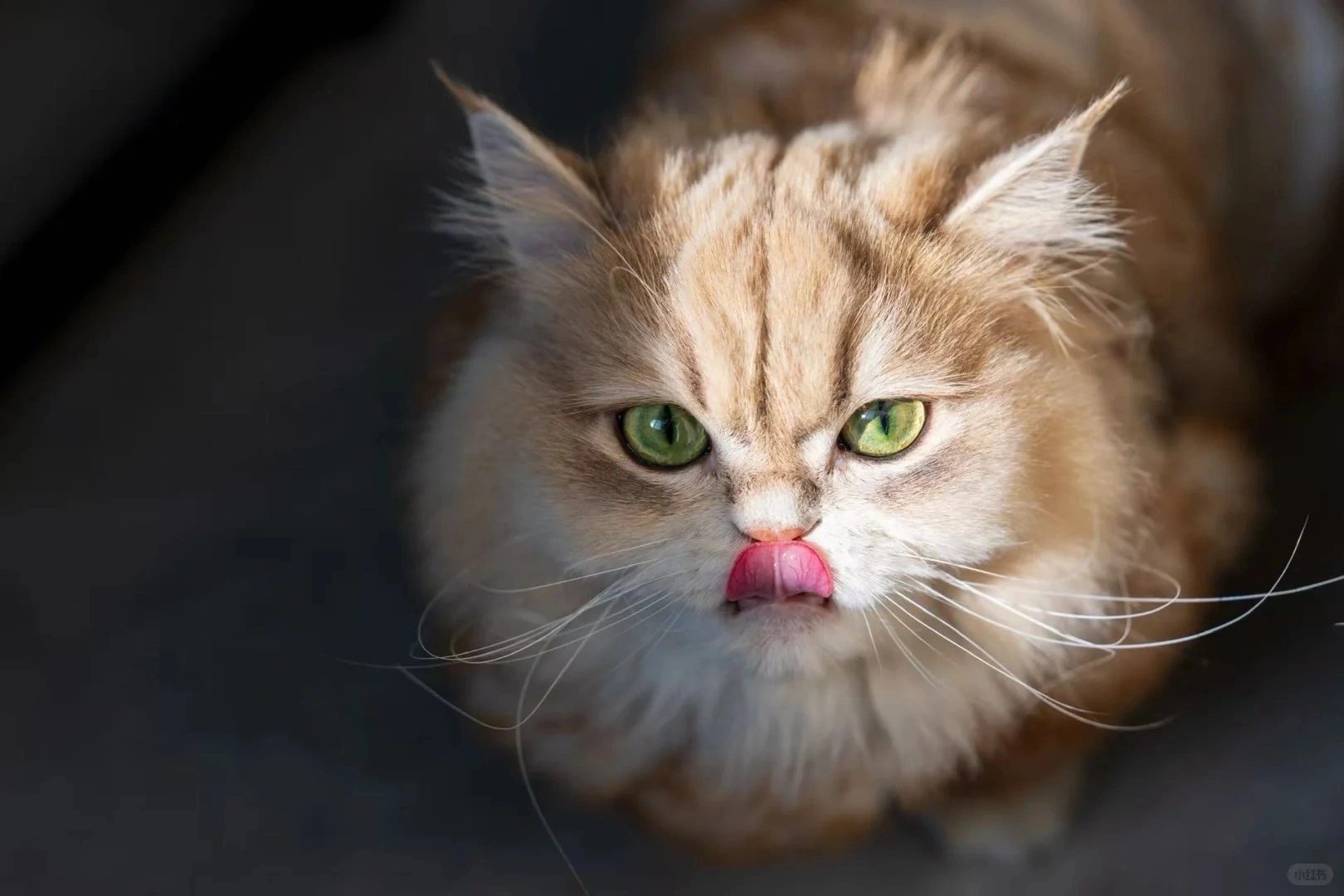 寵物肛門腺產品代工 | 小海藥業支持配方定制，打造您的專屬賣點