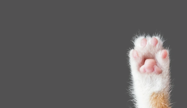 出口額穩(wěn)超 30 億！中國寵物食品出海的機遇、挑戰(zhàn)與突圍趨勢