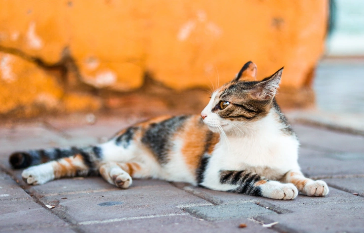 寵物狗蹭屁股后家里有味怎么辦？分解根源才有效！