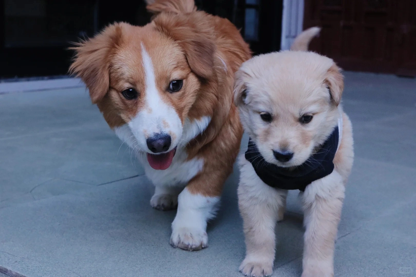 寵物肛門腺產品代工，怎么保證配方安全不刺激？