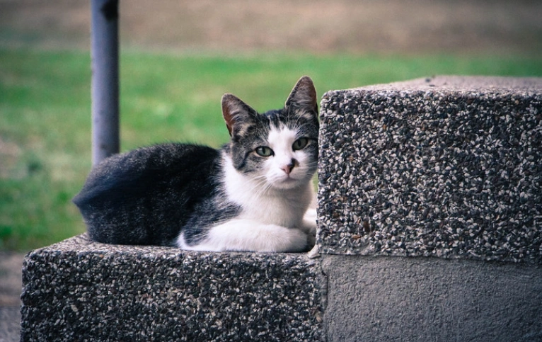 找寵物肛門腺產品代工廠？小海藥業(yè)承諾：每一批貨功效都完全一樣。