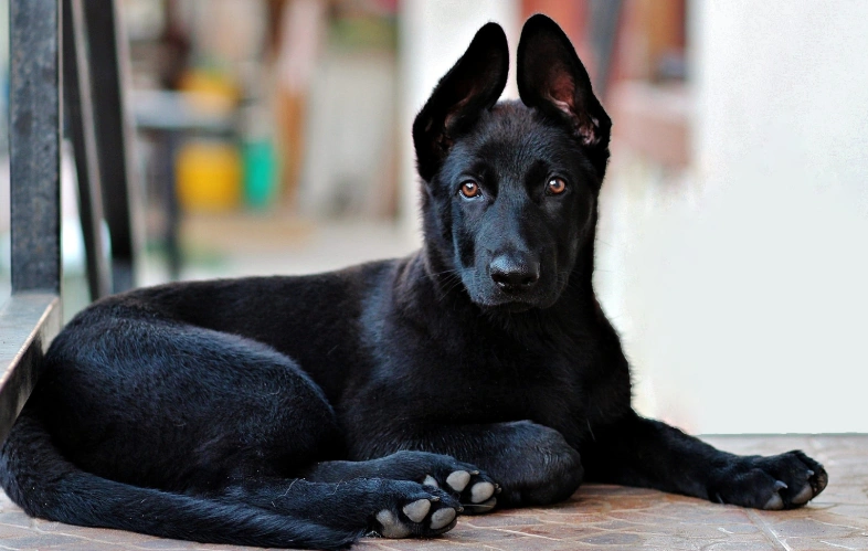 法斗/柯基肛門腺老發(fā)炎？可能是產品沒選對！