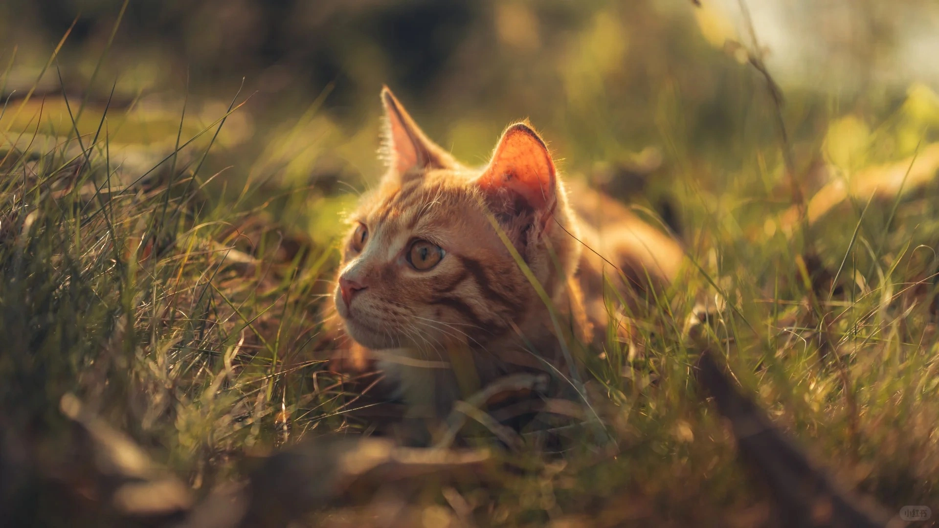 為什么狗狗肛門腺問題總反復？也許你忽略了菌群平衡