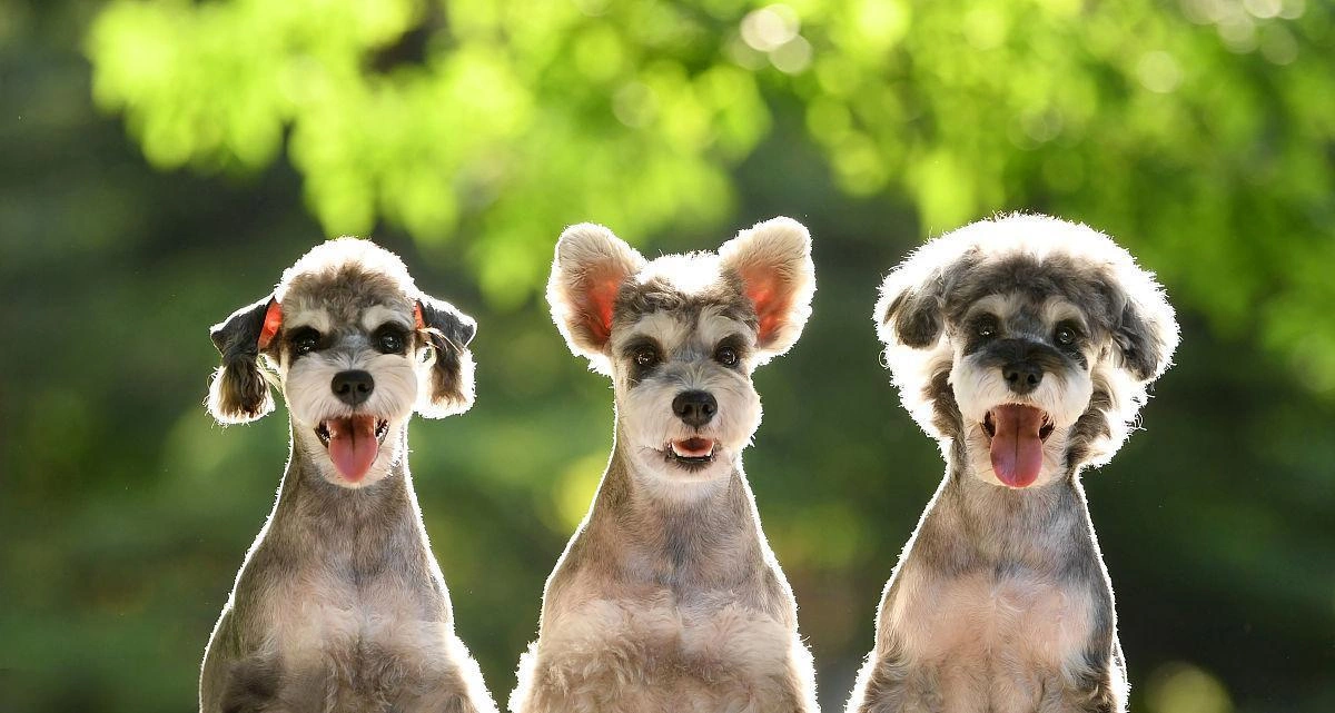 別再瞎選！小海藥業教你優質立耳膠水的判斷方法