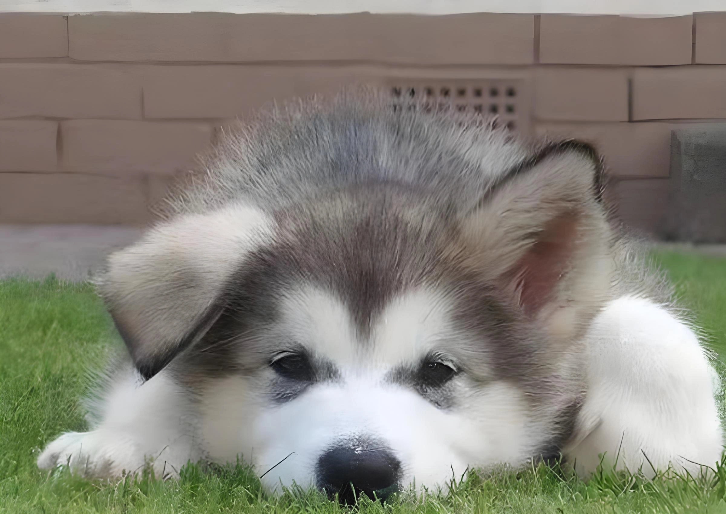 立耳失敗？別慌！90% 是用錯了立耳膠水